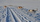 Kromfohrländer im Schnee